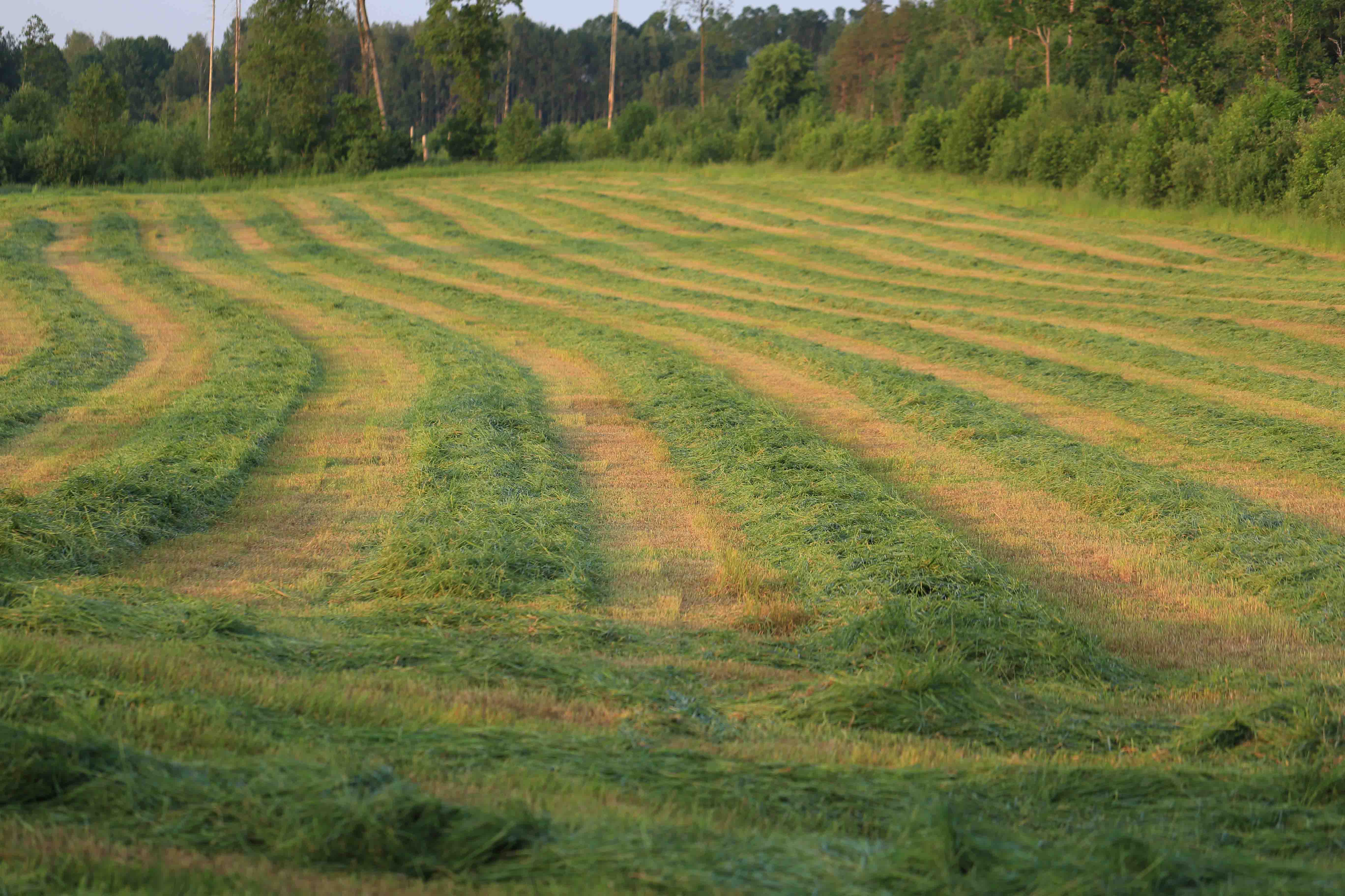Ett fält med vallgröda.