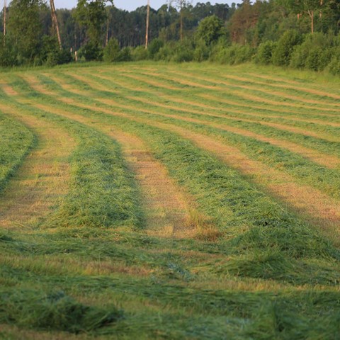 Ett fält med vallgröda.