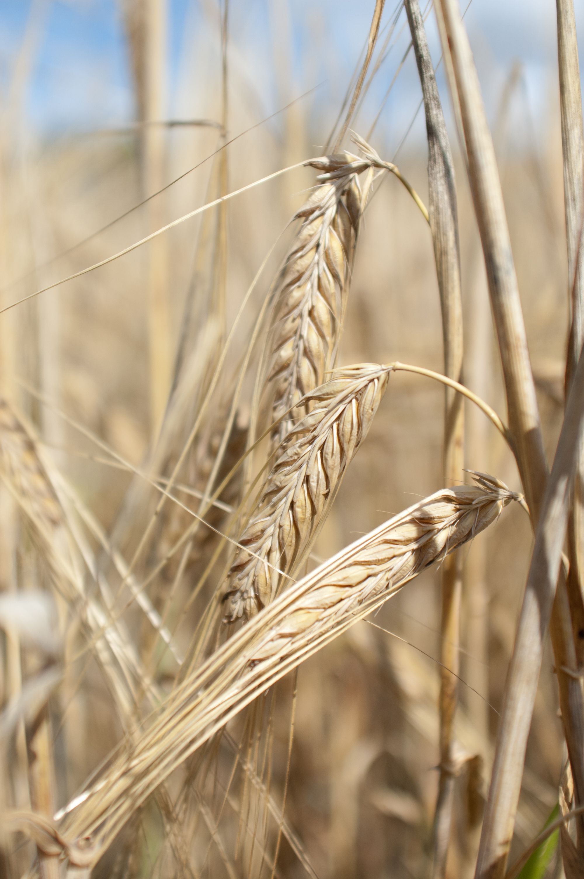 Närbild på stråsäd