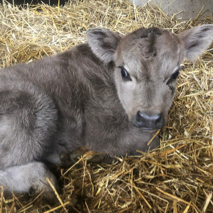 En nyfödd kalv med ovanligt lång päls vilar på hö