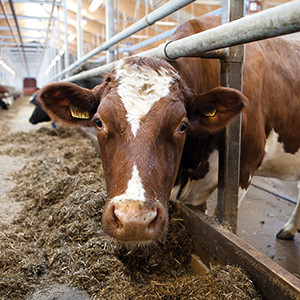 Ko som tittar nyfiket