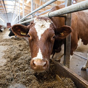 Ko som tittar nyfiket