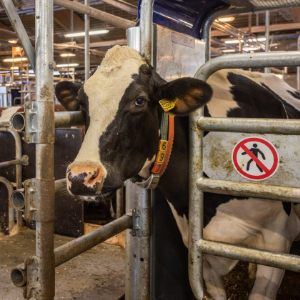 Ko som tittar ut genom en grind i ladugården