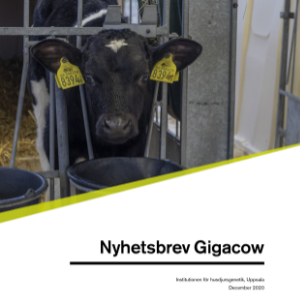 Kalv utomhus/omslag på nyhetsbrev nr3 Gigacow