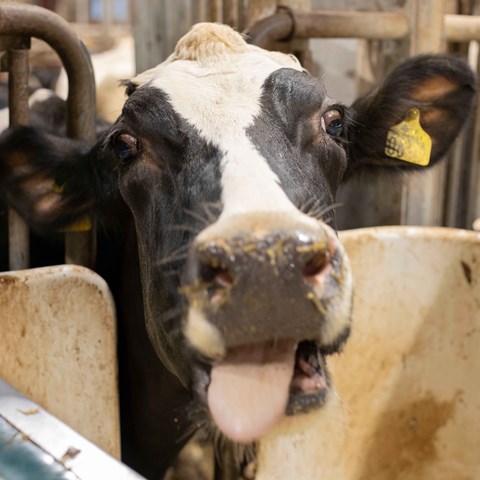 En ko står och tuggar foder och sträcker ut tungan.