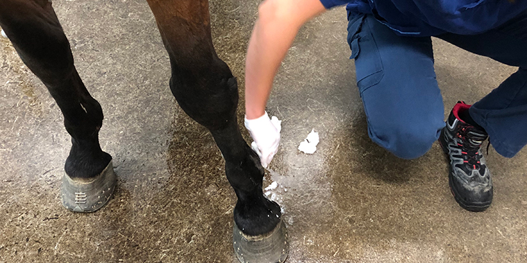 Tvätt av ett sår på ett hästben