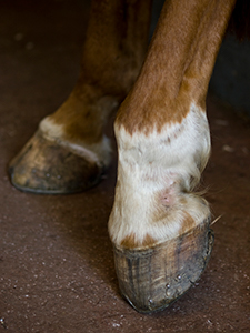 Häst som avlastar en hov