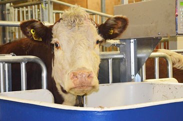Foto: Herefordko står med huvudet i en krubba.