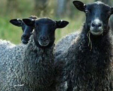 Photo: Two black sheep looking into the camera