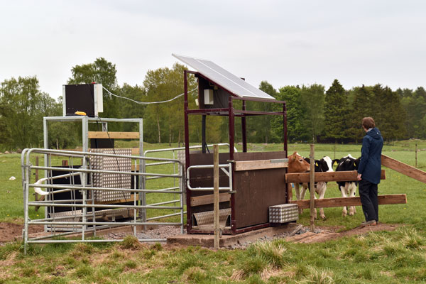 Photo:Calves on pasture going in to a scale.