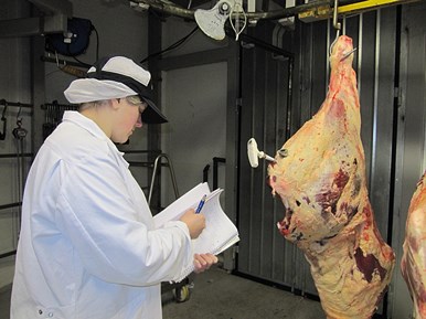 Photo:Woman at slaughter house checking a carcase and writing in her protocol.