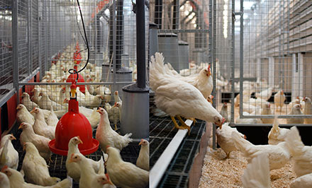 Vita hönor inomhus. Foto.