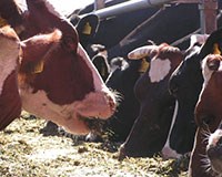 Ko som äter ensilage. Foto.