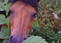 Ett russ som betar löv. Foto.