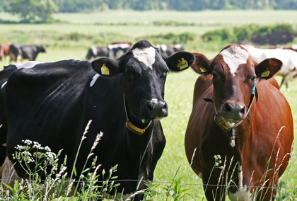 Två kor vid stängslet på bete med fler kor i bakgrunden. Foto. 