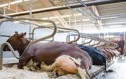 Kor som ligger i liggbåsen i ladugården på Lövsta. Foto. 