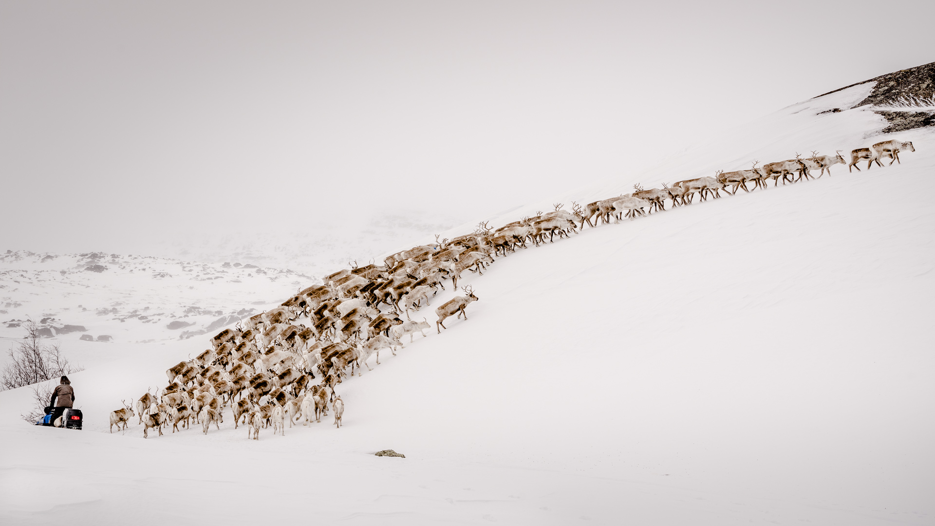 Renhjord drivs uppför en snöbeklädd sluttning med hjälp av en blå snöskoter.