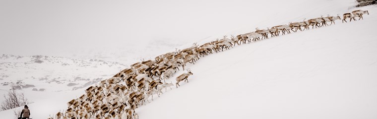Renhjord drivs uppför en snöbeklädd sluttning med hjälp av en blå snöskoter.