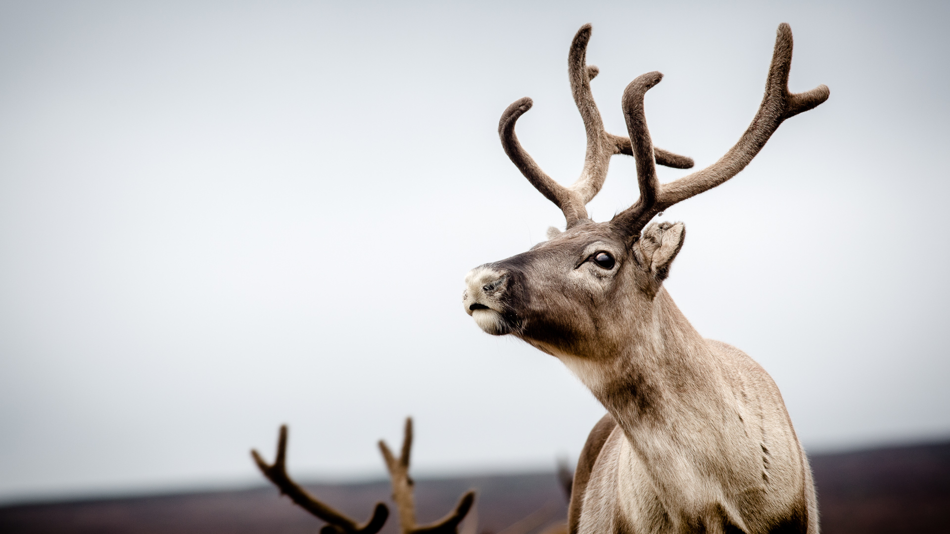 Närbild på ren med pälsbeklädda horn. Grå himmel i bakgrunden. 