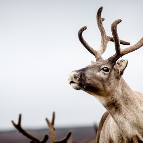 Närbild på ren med pälsbeklädda horn. Grå himmel i bakgrunden.