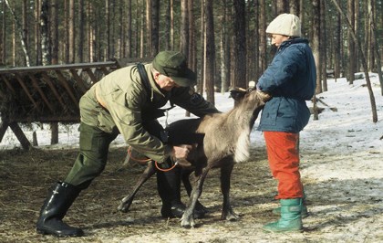 Cesiummätning på ren. Ren och två människor. Foto.