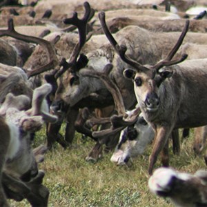 Närbild renar i flock. Foto.