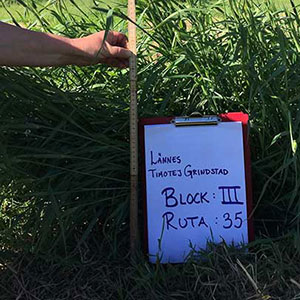 Mätning av sortförsök med timotej. Foto.