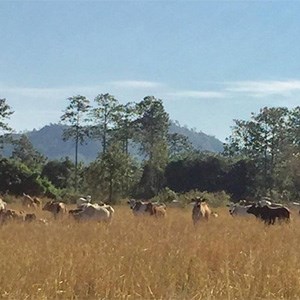A herd of cows on a steppe in Cambodia. Photo.