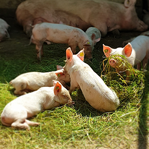 Smågrisar som ligger och bökar i vallfoder. Foto.