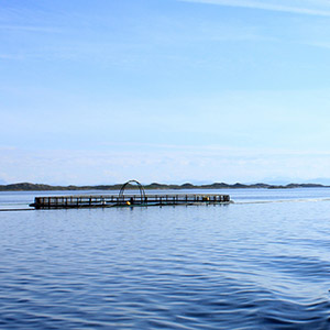 Fish farm. Photo.