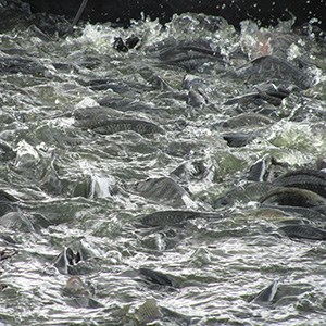 Massor av fisk vid vattenytan. Foto. 