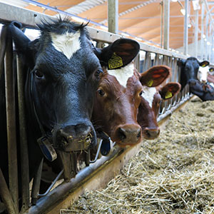 Närbild på tre kor vid foderbordet. Foto. 