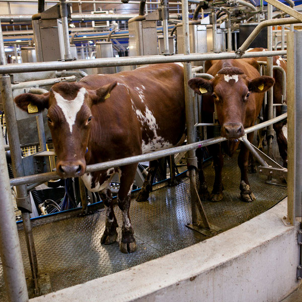 Två SRB-kor i en mjölkningskarusell. Foto. 