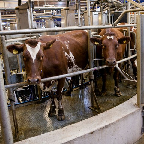 Två SRB-kor i en mjölkningskarusell. Foto.