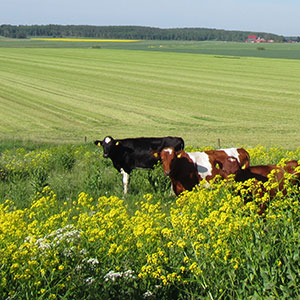 Ungdjur på bete med gula blommor. Foto. 