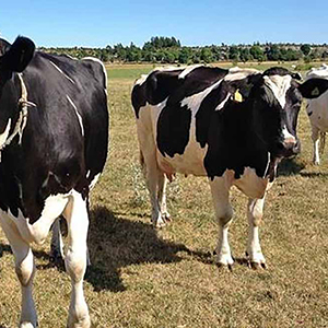 Svartvita mjölkkor på torrt bete. Foto. 