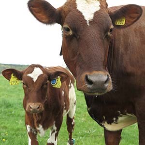 Ko och kalv i liggbås. Foto.