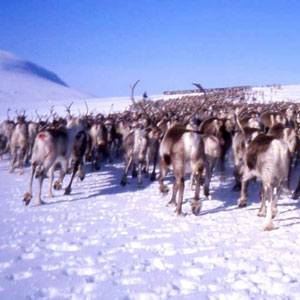 En stor renhjord på snö med blå himmel i bakgrunden. Foto.