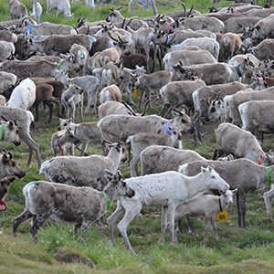 En stor flock renar med kalvar som betar på gräs. Foto. 