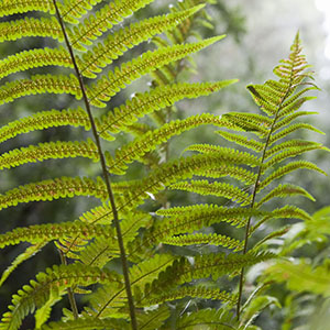 Close up of a fern. Photo.