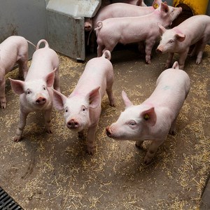 Smågrisar i box. Foto.