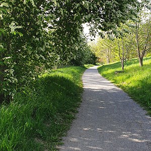 A curvy path with green grass and flowering heather. Photo.