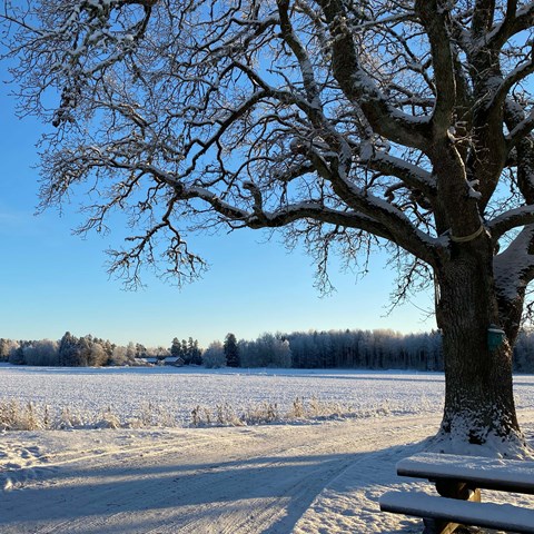 Snötäckt träd en solig vinterdag med åker i bakgrunden. Foto.