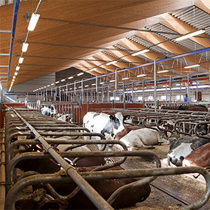 Lösdriftladugård med kor. Foto. 