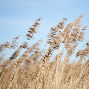 Vass med blå himmel i bakgrunden. Foto. 