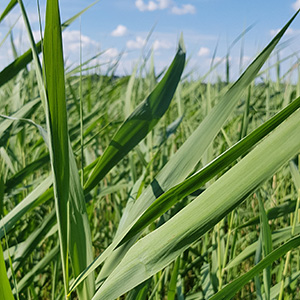 Närbild på vass. Foto.