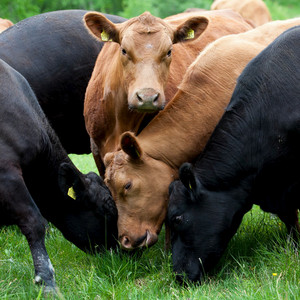 Bruna och svarta kort som betar