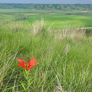 Röd lilja på grön prärie