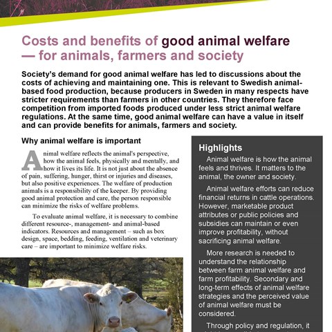 Animal welfare measures affect the profitability of Swedish milk and beef  production | Medarbetarwebben