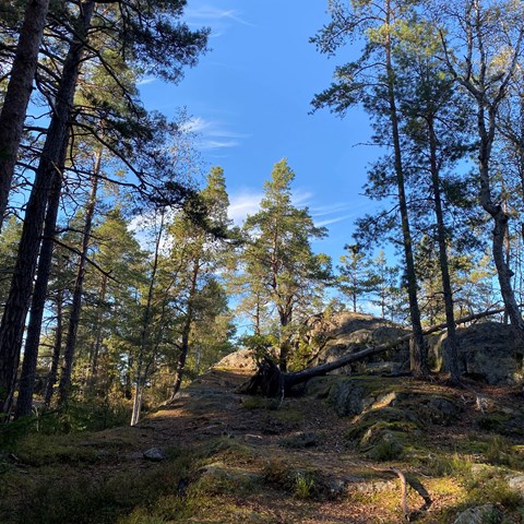 Forest in Tyresö municipality